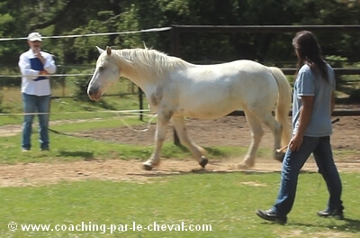 Coaching par le cheval