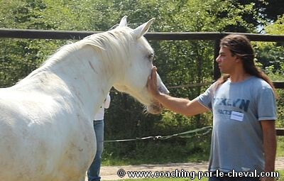 Coaching par le cheval