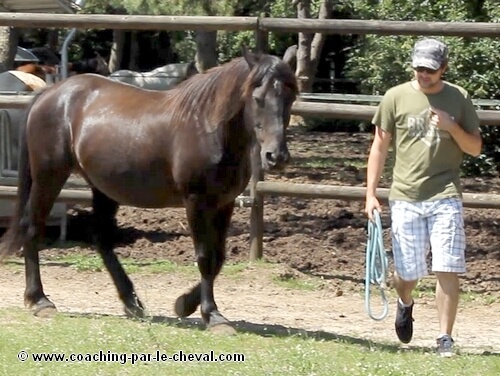 Coaching par le cheval - Guillaume