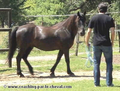 Coaching par le cheval entreprise - Témoignage