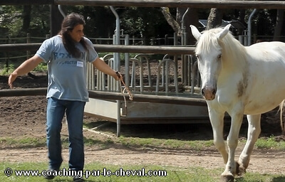 Coaching par le cheval entreprise - Témoignage