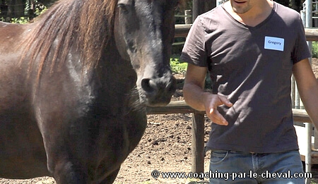 Coaching par le cheval entreprise Témoignage de Grégory