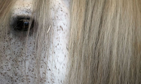L’extérieur du cheval exerce une influence bénéfique sur l’intérieur de l’homme