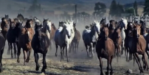 Le cheval libre, heureux et coach