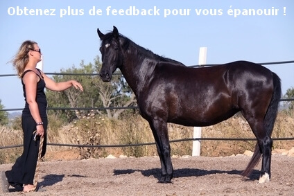 Feedback Ccoaching par le cheval Bernard Lamonnier