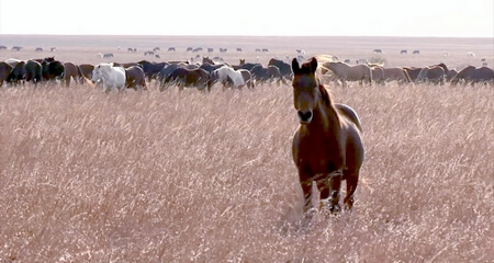 Le cheval guérisseur de l'homme