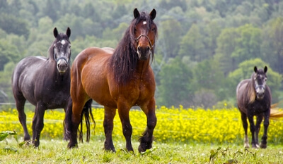 Développer son intelligence émotionnelle grâce au cheval