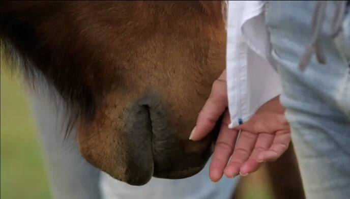 Coaching par le cheval